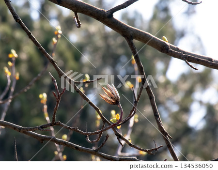 Tulip Tree Branch in Early Spring. Bare dormant branches of the tulip tree Liriodendron tulipifera before emergence of buds and leaves, symbolizing transition from winter to spring. 134536050