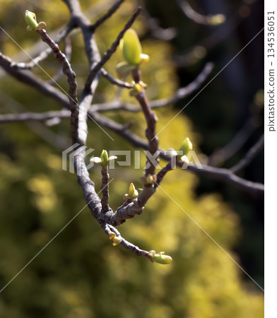 Tulip Tree Branch in a Early Spring. Bare dormant branches of the tulip tree Liriodendron tulipifera before emergence of buds and leaves, symbolizing transition from winter to spring. 134536051