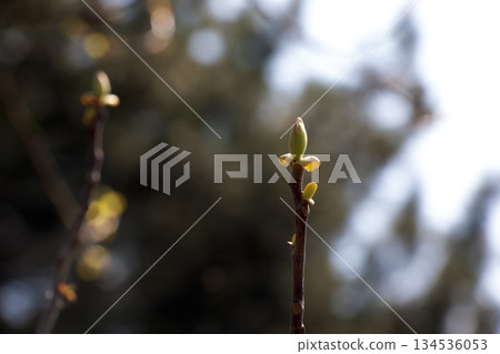 Tulip Tree Branch in Early Spring. Bare dormant branches of tulip tree Liriodendron tulipifera before emergence of buds and leaves, symbolizing transition from winter to the spring. 134536053