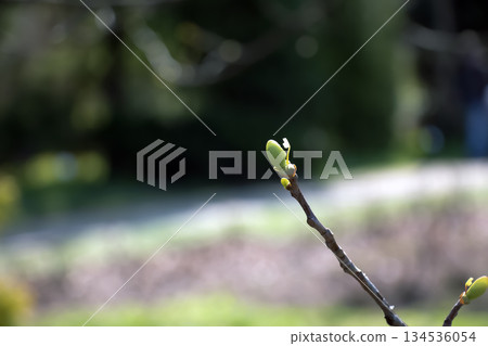 Tulip liriodendron is a beautiful ornamental tree. Tulip liriodendron in early spring. Close-up. Tulip Tree Branch in Early Spring. 134536054