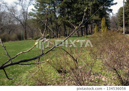 Tulip liriodendron is a beautiful ornamental tree. Tulip liriodendron in a early spring. Close-up. Tulip Tree Branch in Early Spring. Tulip liriodendron is a beautiful ornamental tree. Tulip liriodendron in a early spring. Close-up. Tulip Tree Branch in Early Spring. 134536056