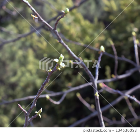 Tulip Tree Branch in Early Spring. Bare dormant branches of tulip tree Liriodendron tulipifera before emergence of buds and leaves, symbolizing transition from winter to spring. 134536058