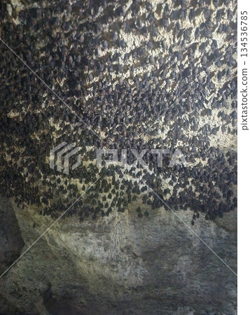尼泊爾博卡拉蝙蝠洞頂上,蝙蝠成群結隊地盤旋。 尼泊爾博卡拉蝙蝠洞頂上,蝙蝠成群結隊地盤旋。 134536785