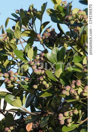 Umbelia umbellata fruit, October 2025 Umbelia umbellata fruit, October 2025 134536870