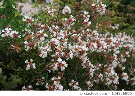 Tsukubane Deutzia, October 2025 134536900