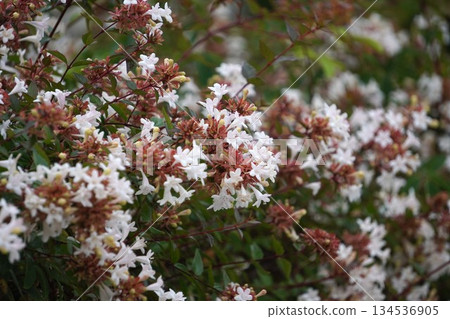 Tsukubane Deutzia, October 2025 134536905