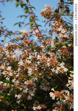 Tsukubane Deutzia, October 2025 134536910