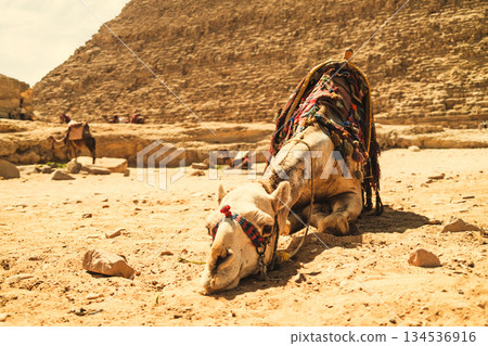 Tired Camel Resting Under The Pyramids Tired Camel Resting Under The Pyramids 134536916
