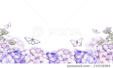 Frame with pink and purple hydrangea flowers, buds and butterflies. Watercolor hand drawn illustration isolated on white background. Frame with pink and purple hydrangea flowers, buds and butterflies. Watercolor hand drawn illustration isolated on white background. 134536964