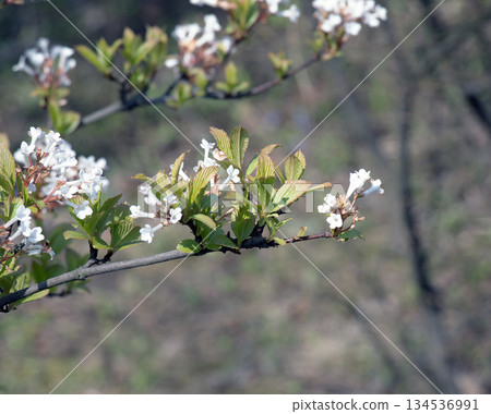 Viburnum farreri or V. fragrans is a species of flowering plant in family Adoxaceae, formerly Caprifoliaceae Viburnum farreri or V. fragrans is a species of flowering plant in family Adoxaceae, formerly Caprifoliaceae 134536991