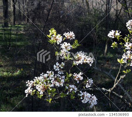 Sweet viburnum flowers.Viburnaceae evergreen tree. Many small white flowers bloom in a early spring, and berries ripen red in autumn Sweet viburnum flowers.Viburnaceae evergreen tree. Many small white flowers bloom in a early spring, and berries ripen red in autumn 134536993