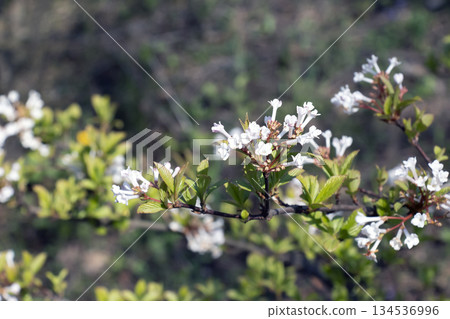 Pink-tinged and sweetly perfumed white blooms of Viburnum farreri or Viburnum fragrans, an erect deciduous shrub 134536996