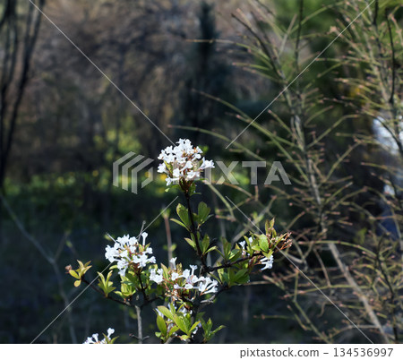 Viburnum farreri or V. fragrans is a species of flowering plant in the family Adoxaceae, formerly Caprifoliaceae Viburnum farreri or V. fragrans is a species of flowering plant in the family Adoxaceae, formerly Caprifoliaceae 134536997