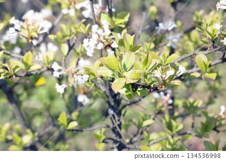 Viburnum farreri or V. fragrans is species of flowering plant in the family Adoxaceae, formerly Caprifoliaceae Viburnum farreri or V. fragrans is species of flowering plant in the family Adoxaceae, formerly Caprifoliaceae 134536998