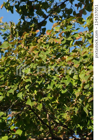 烏桕樹,2025年10月 烏桕樹,2025年10月 134537051