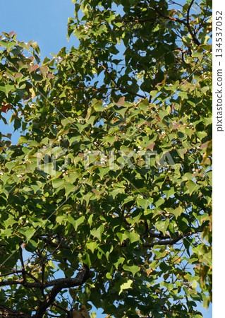 烏桕樹，2025年10月 134537052