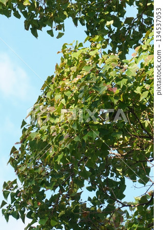 烏桕樹，2025年10月 134537053