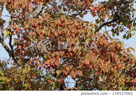 烏桕樹，2025年10月 134537062