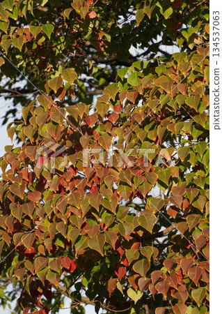 烏桕樹，2025年10月 134537063