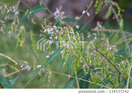 The Japanese bush clover in October 2025 134537242