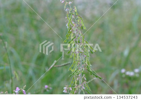 The Japanese bush clover in October 2025 134537243