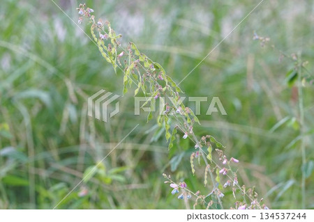 The Japanese bush clover in October 2025 134537244