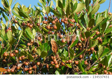 Mokkoku Fruit - October 2025 134537431