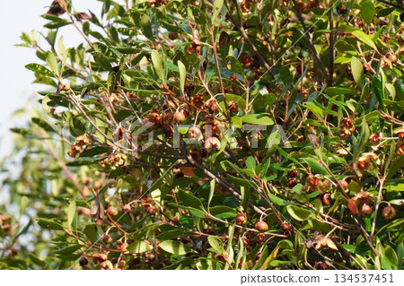 Mokkoku Fruit - October 2025 134537451