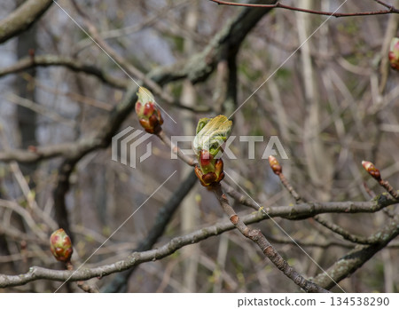 Blooming bud of horse chestnut or Aesculus hippocastanum tree in early spring. Blooming bud of horse chestnut or Aesculus hippocastanum tree in early spring. 134538290