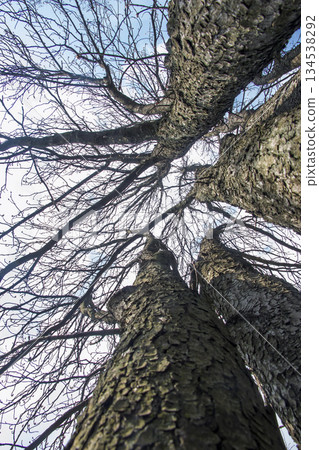 A view from below the Aesculus hippocastanum trees, looking up at the sky. The tree trunks look like columns. Early spring. A view from below the Aesculus hippocastanum trees, looking up at the sky. The tree trunks look like columns. Early spring. 134538292