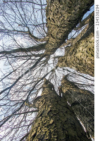 A view from below Aesculus hippocastanum trees, looking up at the sky. The tree trunks look like columns. Early spring. A view from below Aesculus hippocastanum trees, looking up at the sky. The tree trunks look like columns. Early spring. 134538294