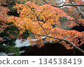 Kamakura: Autumn leaves of the nation 134538419