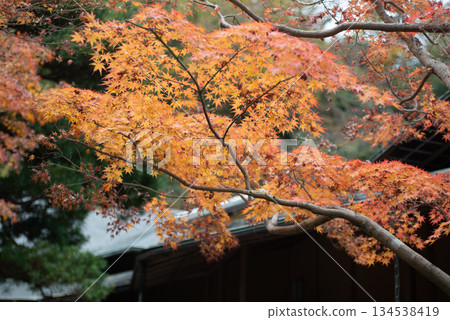 Kamakura: Autumn leaves of the nation 134538419