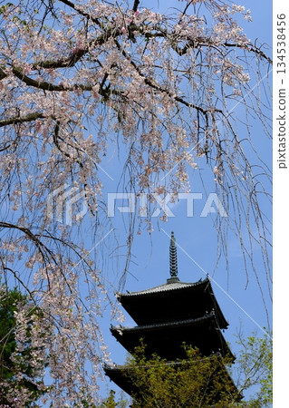 Spring scenery of the five-story pagoda at Ninna-ji Temple 134538456