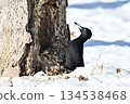 黑啄木鳥 134538468