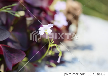Oxalis花Trian Glaris 134538482
