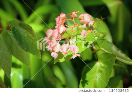 清新的海棠花 清新的海棠花 134538485