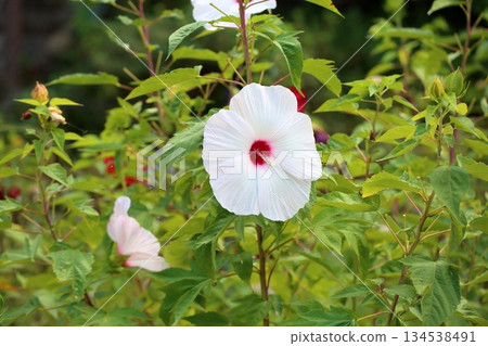 Large Titanobicus flower Large Titanobicus flower 134538491