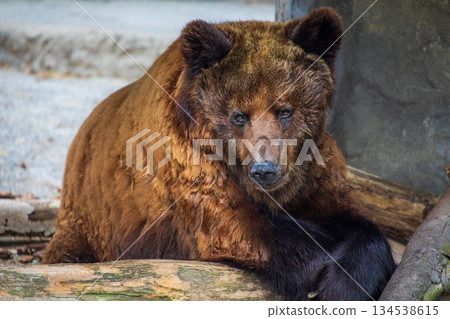 A brown bear glaring at me A brown bear glaring at me 134538615