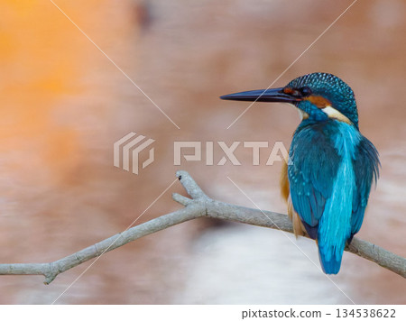 Kingfisher perched on a branch with the water in the background - Image of Japanese wild birds and clear streams 134538622