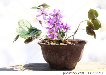 盆栽雪花蓮 134538741