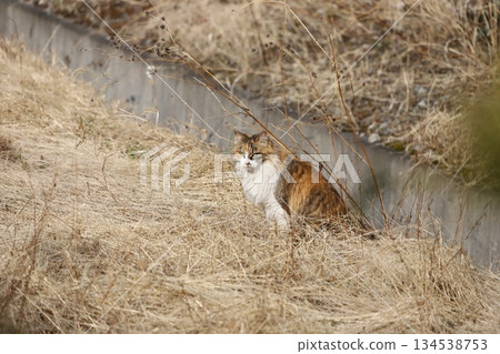 Cat sunbathing sideways Cat sunbathing sideways 134538753