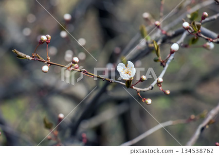 Flowers of Japanese apricot - Prunus mume - are bloom 134538762