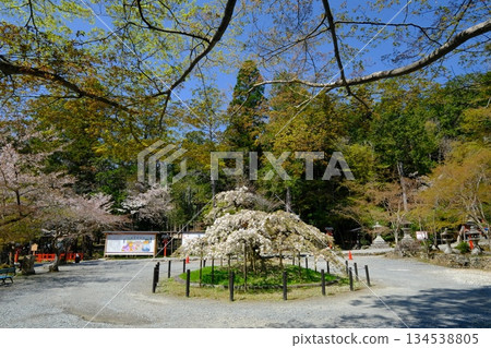 The Thousand-Eyed Cherry Blossoms at Oharano Shrine in Kyoto 134538805