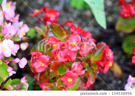 Cute begonia flowers Cute begonia flowers 134538956