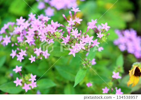可愛的五角花 可愛的五角花 134538957