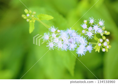 令人心曠神怡的錐花 令人心曠神怡的錐花 134538960