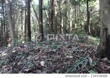 Namatame Walking Path 134539006
