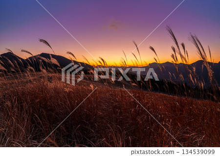 An ultra-wide-angle lens captures the evening scenery of Soni Plateau in December. From sunset to a beautiful sunset. The sky and pampas grass shining after sunset. An ultra-wide-angle lens captures the evening scenery of Soni Plateau in December. From sunset to a beautiful sunset. The sky and pampas grass shining after sunset. 134539099
