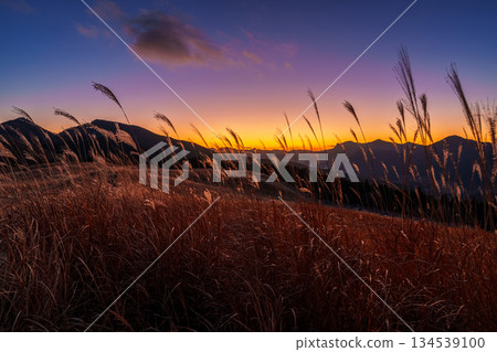 An ultra-wide-angle lens captures the evening scenery of Soni Plateau in December. From sunset to a beautiful sunset. The sky and pampas grass shining after sunset. 134539100